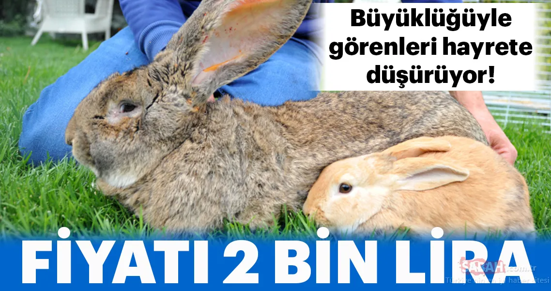 tavsan fiyatlari istanbul