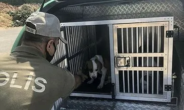 Adana’da pitbull besleyenlere yönelik operasyon