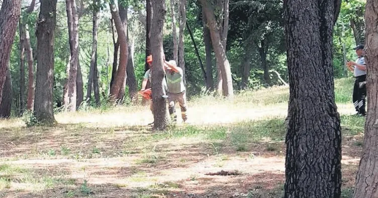 Emirgan Korusu’nda ağaç katliamı