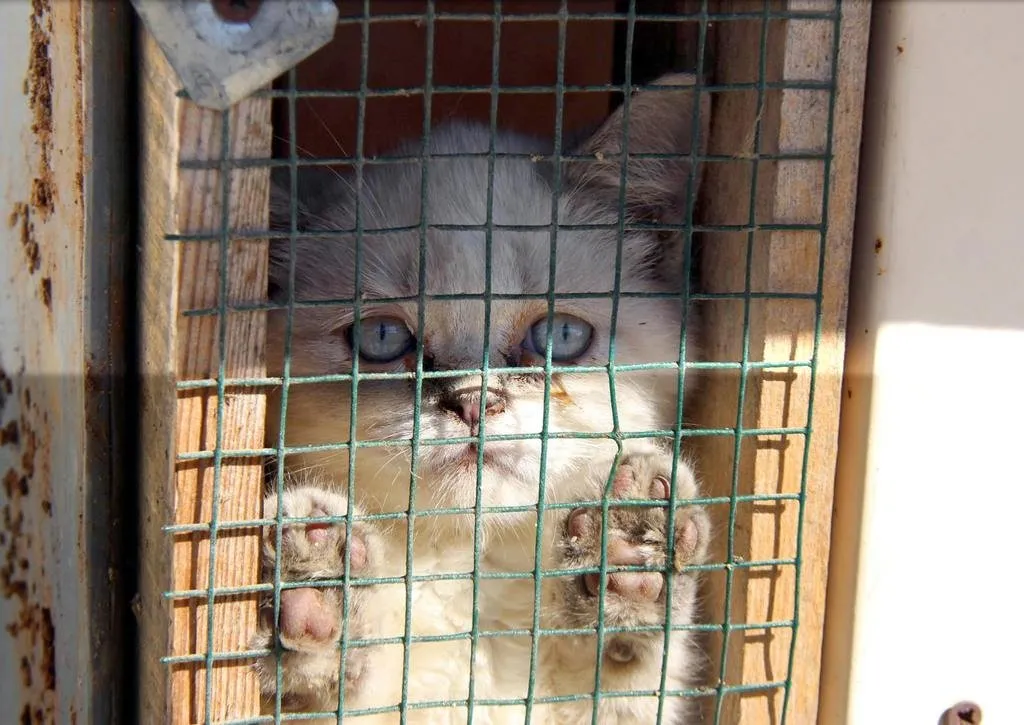 Gümrükten ihale ile kedi satışı Sayfa 1 FotoHaber Yaşam 11