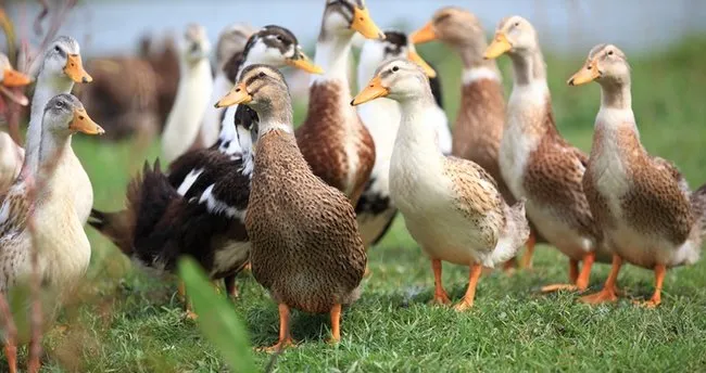 Rüyada Ördek Görmek Ne Anlama Gelir? Rüyada Siyah, Beyaz Ördek Yavrusu