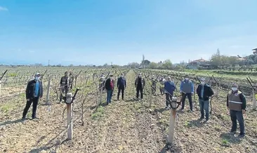 Salkım güvesine tuzaklı önlem