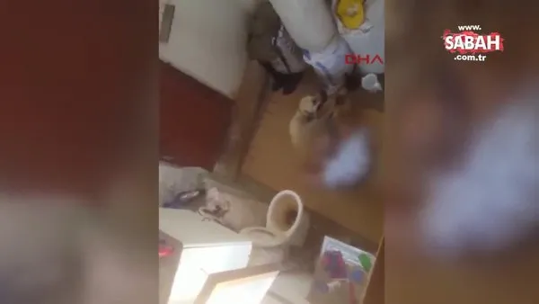 Son dakika: Antalya'da iğrenç olay! Ayaklarını hortumla bağladığı köpeğe tecavüz etti | Video