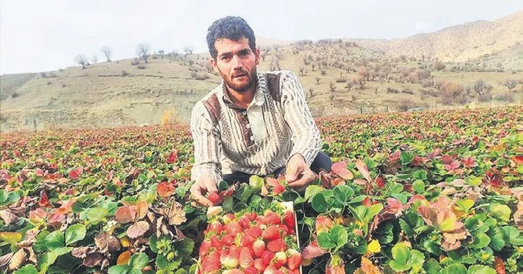 Sason çileğine devlet desteği