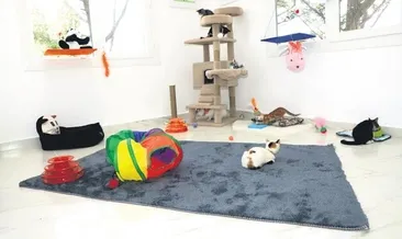 Sokak hayvanlarına teknolojik merkez