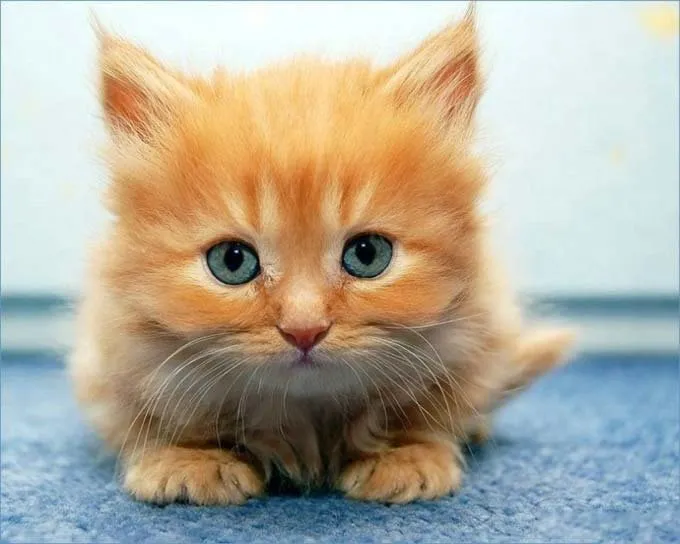 En iyi en güzel kedi fotoğrafları Son Dakika Haberler