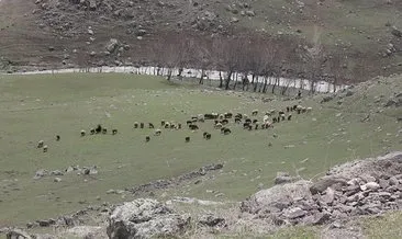 Ağrı’da hayvanlar meraya çıktı #agri Ağrı’da hayvanlar meraya çıktı #agri