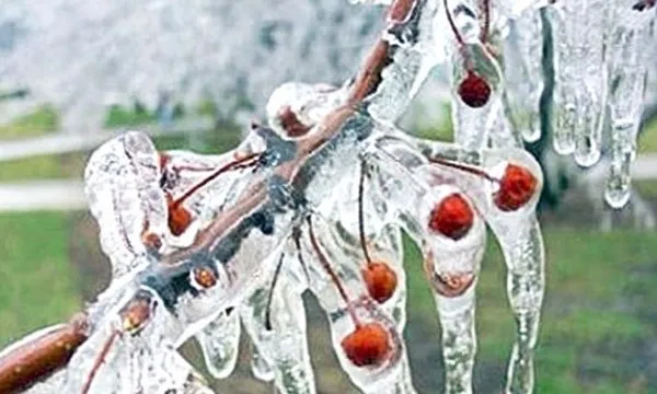 Meteoroloji'den zirai dona karşı uyarı geldi: Zirai don nedir, kaç derecede  olur, korunmak için ne yapmak gerekir? - Galeri - Keşfet