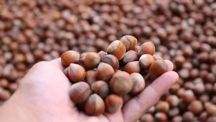 1 Kg Kabuklu Fındıktan Ne Kadar İç Fındık Çıkar? 1 Kilo Fındıktan Ne Kadar Fındık İçi Çıkar? - Yaşam Haberleri