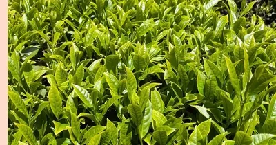 Soğuk hava çay sezonunu uzattı