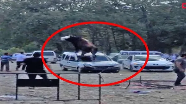Samsun'da kurbanlık boğanın park halindeki aracın üstünden geçtiği anlar olay oldu | Video