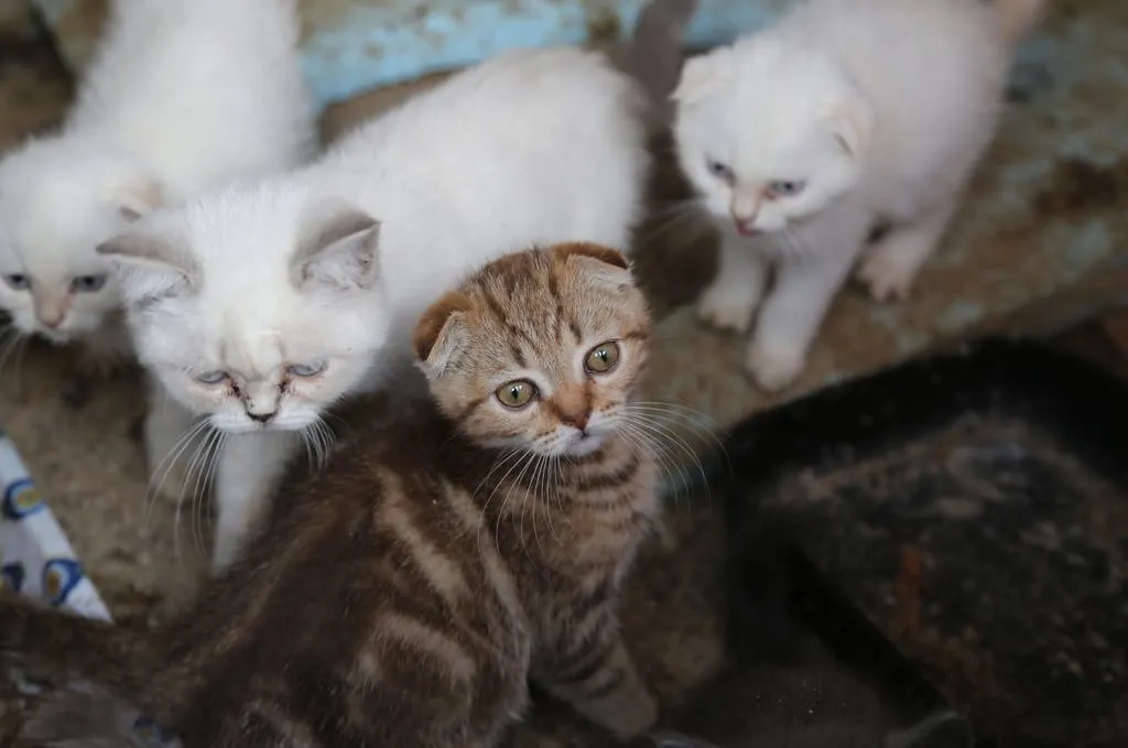 gumrukten ihale ile kedi satisi