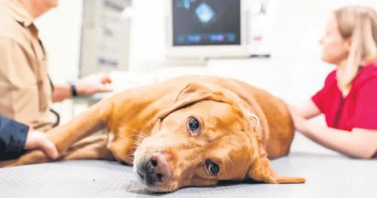 İngiltere sahipsiz köpekleri uyutuyor