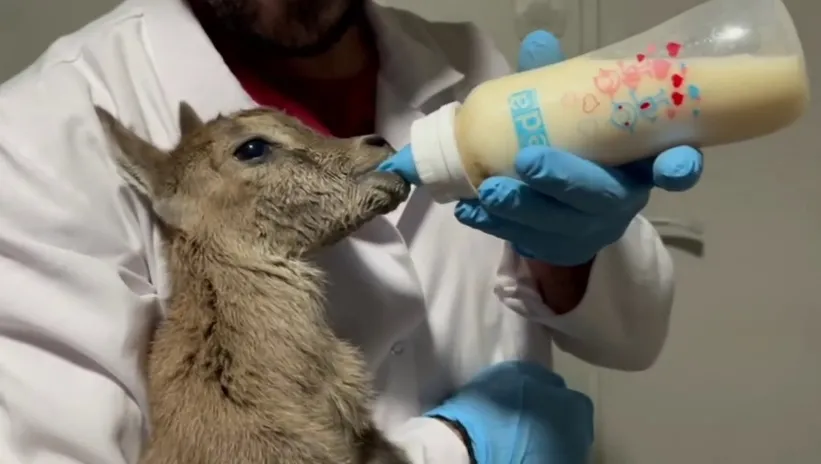 Günün kalp ısıtan haberi Erzurum’dan! Yaban keçileri bebek gibi böyle besleniyor...