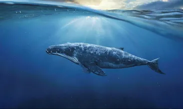 Çin’de 12 balina karaya vurdu