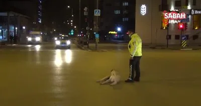 Bursa’da polis memurunun yolun ortasına yatan inatçı köpeği kaldırmaya çalıştığı anlar gülümsetti | Video