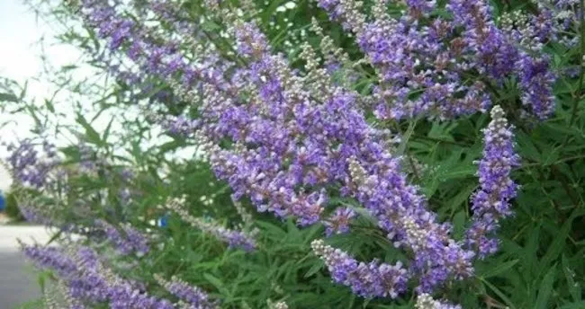 Hayıt suyu nedir ve hayıt suyu faydaları nelerdir?