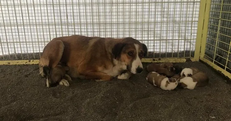 Donmak üzereyken bulunan anne köpek ve 4 yavrusu koruma altına alındı