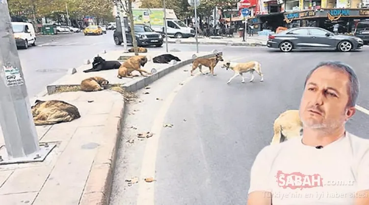 SON DAKİKA: Hayvan sevgisi istismar ediliyor! Mama lobisinden acılı aileye 5 milyon rüşvet