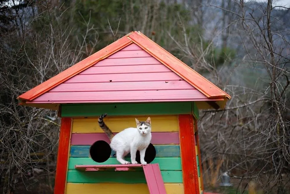 �Mandıra Filozofu�ndan etkilendi, kedi köyü kurdu FotoHaber Yaşam