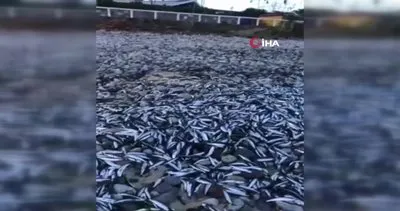 Şili’de korkutan görüntü! Binlerce ölü balık sahile vurdu | Video