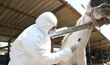 Atlar, virüse karşı antikor üretiyor