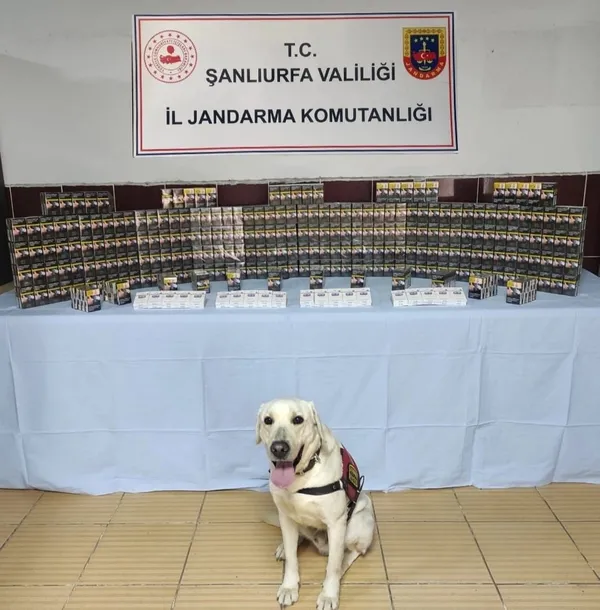 sanliurfada-kacak-sigaraya-darbe-3-binden-fazla-paket-ele-gecirildi-1758730476519.jpg