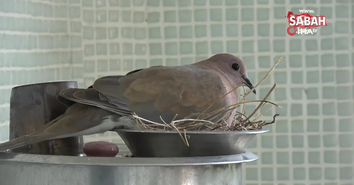 kumrular oyle bir yere yuva yapti ki gorenler saskinliklarini gizleyemiyor video videosunu izle son dakika haberleri kumrular oyle bir yere yuva yapti ki gorenler saskinliklarini gizleyemiyor video videosunu izle son dakika haberleri