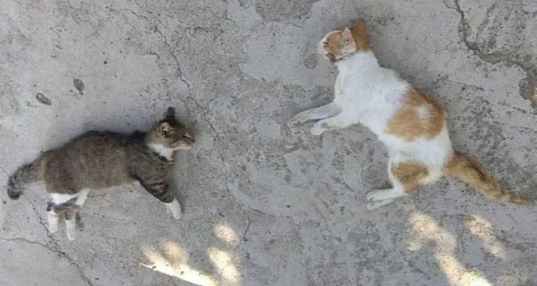 Mersin’de korkunç manzaraya uyandılar! Mahallenin her yerinden ölmüş kediler