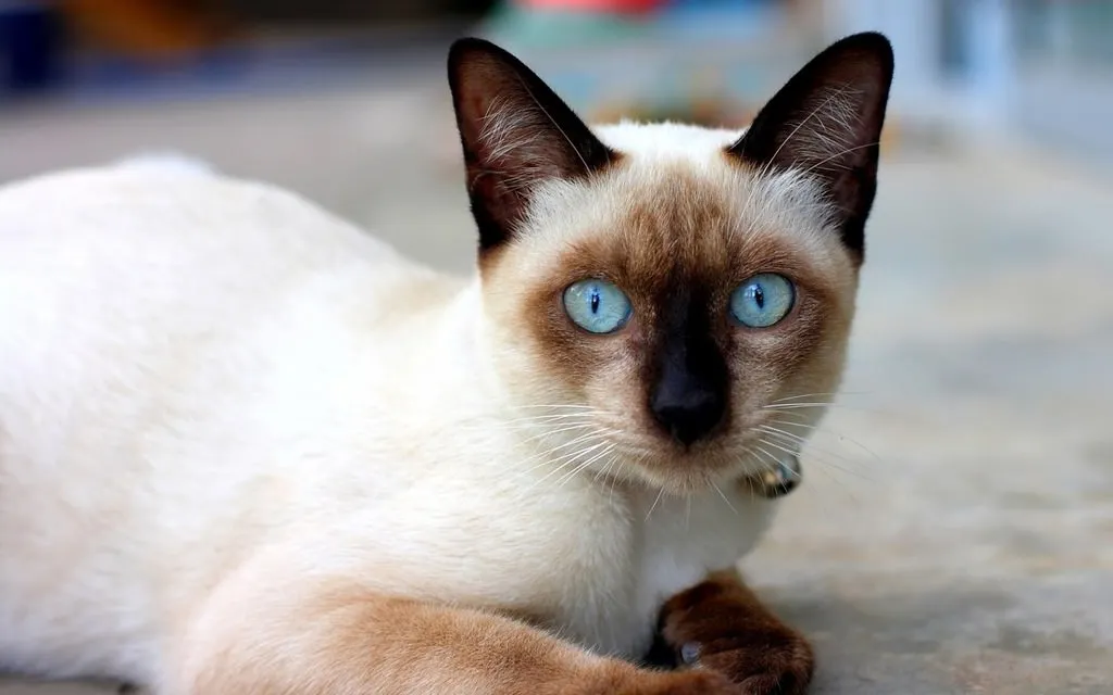 En iyi en güzel kedi fotoğrafları Son Dakika Haberler