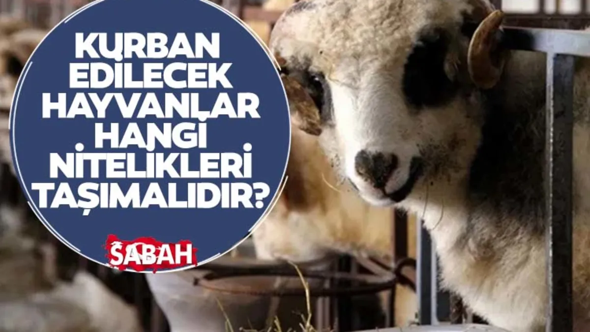 Kurban edilecek hayvanlar hangi nitelikleri taşımalıdır? DİYANET AÇIKLADI! Kurban edilecek hayvanlar hangi nitelikleri taşımalıdır? DİYANET AÇIKLADI!