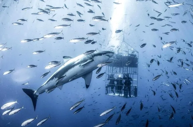 6 metrelik devasa köpek balığını görüntülemek için ölümü göze aldılar