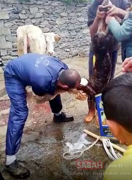 Ardahan’da yenidoğan buzağı veterinerin suni teneffüsüyle hayata döndü