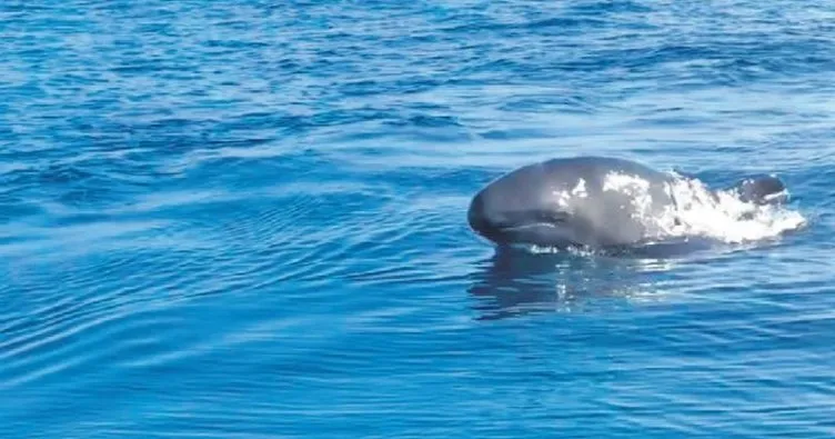 Yalancı katil balinalar 25 yıl sonra Ege’de