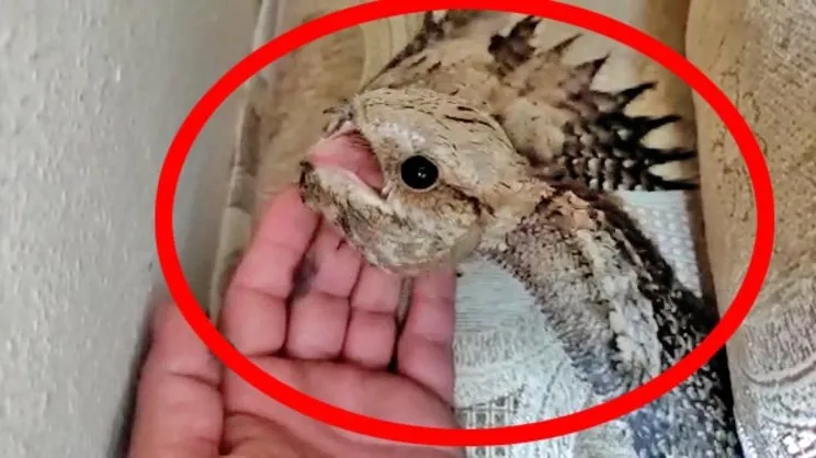 Son dakika haberi... Mardin'de Kur'an-ı Kerim'de adı geçen Ebabil kuşu heyecanı kamerada | Video
