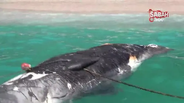 Sahile 3 metre uzunluğunda ölü balina vurdu