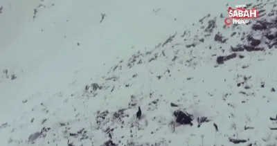 Erzurum’da karla kaplı dağda çengel boynuzlu dağ keçisinin drone ile imtihanı böyle görüntülendi