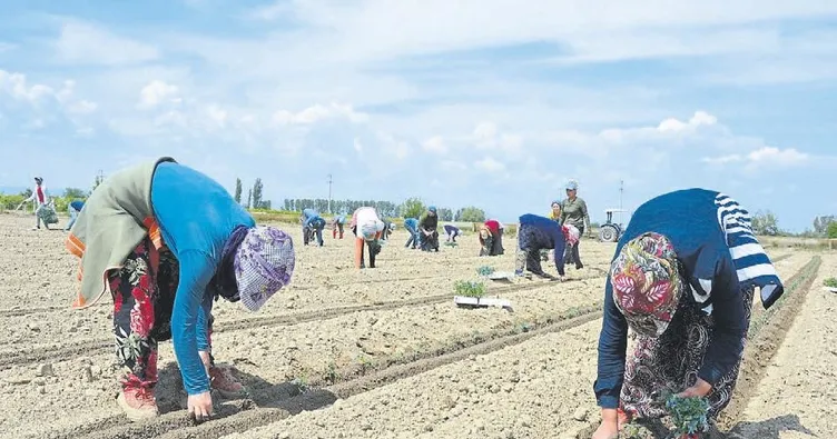 Mevsimlik işçilerin yaşam mücadelesi