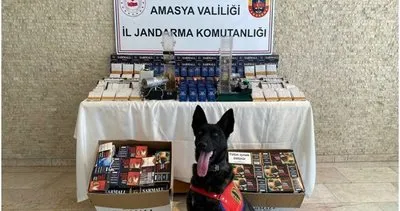 Çilek tespit etti, jandarma el koydu #amasya