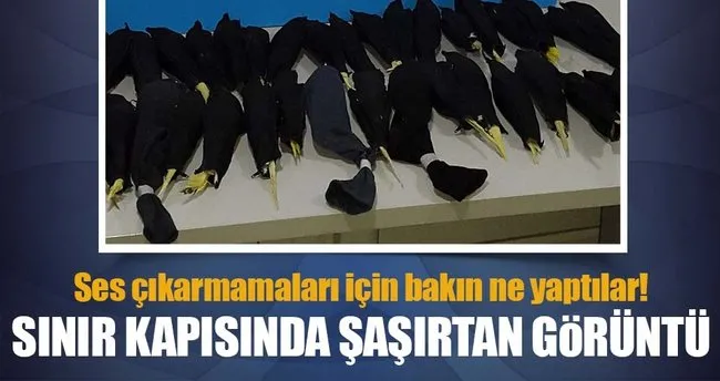 Edirne Dereköy Sınır Kapısı’nda papağan operasyonu