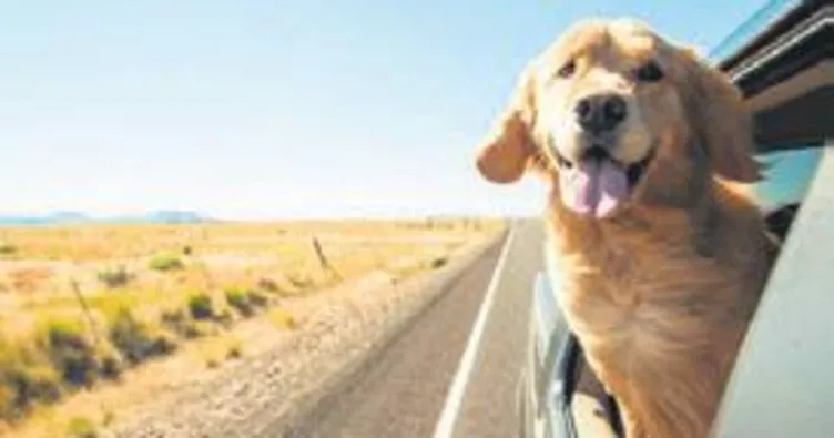 Köpekler camdan kokuyla izliyor