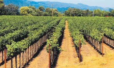 Ucuz gıda seferberliği