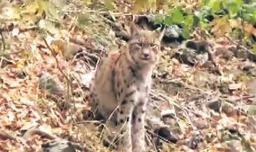 Tunceli’de vaşak, dağ keçisini avladı