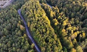 Zonguldak ormanlarında sonbahar güzelliği