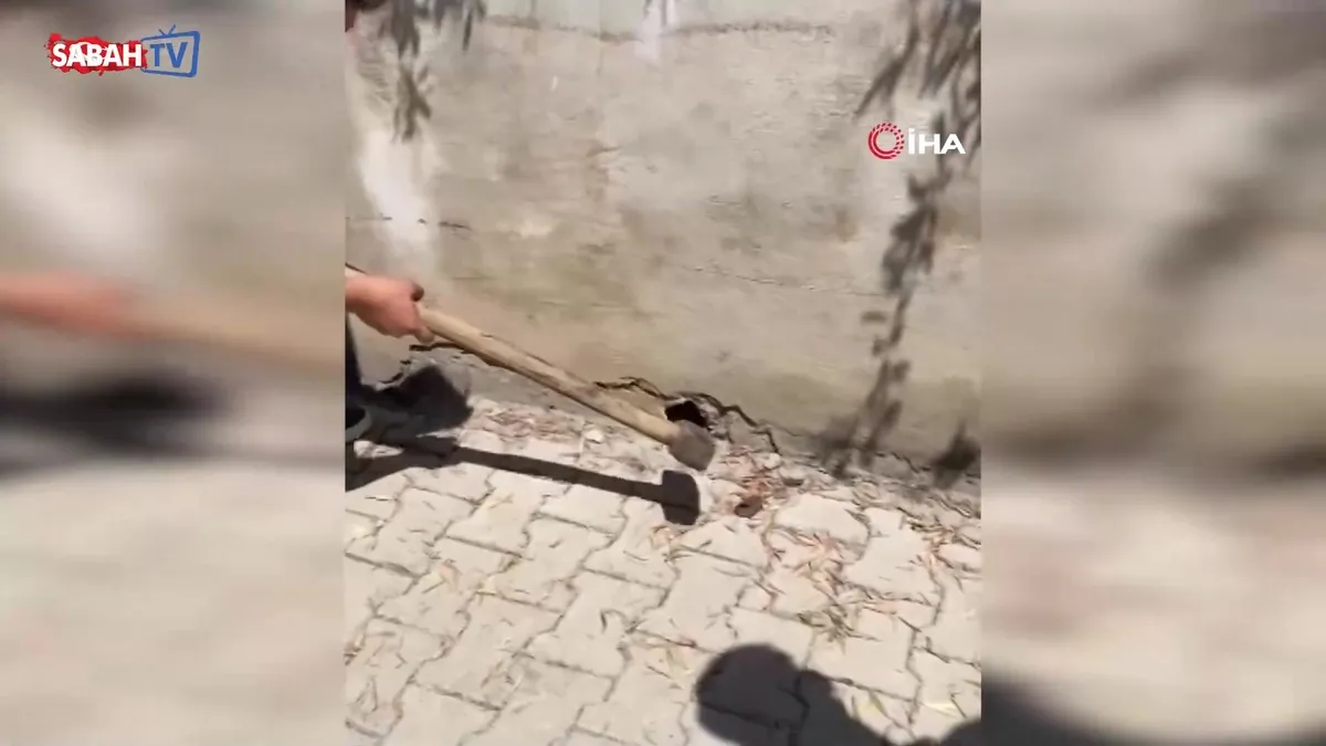 Eliyle yakaladığı yılan pantolonunu ısırdı: O anlar kamerada videosunu izle Eliyle yakaladığı yılan pantolonunu ısırdı: O anlar kamerada videosunu izle