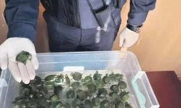 Şereflikoçhisar’da belgesiz kaplumbağalar yakalandı