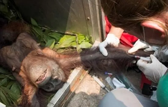 Bir deri bir kemik kalmış orangutanların müthiş kurtuluşu