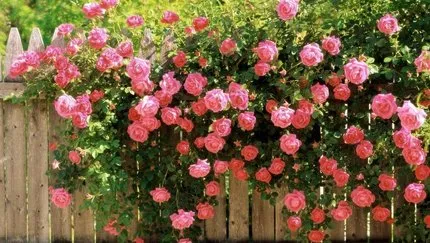 Gül Nasıl Budanır? Açmış Sarmaşık Güller Nasıl Budanır?