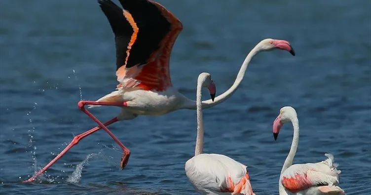 Önlemler alınmayınca flamingolar, tilkilere yem oldu