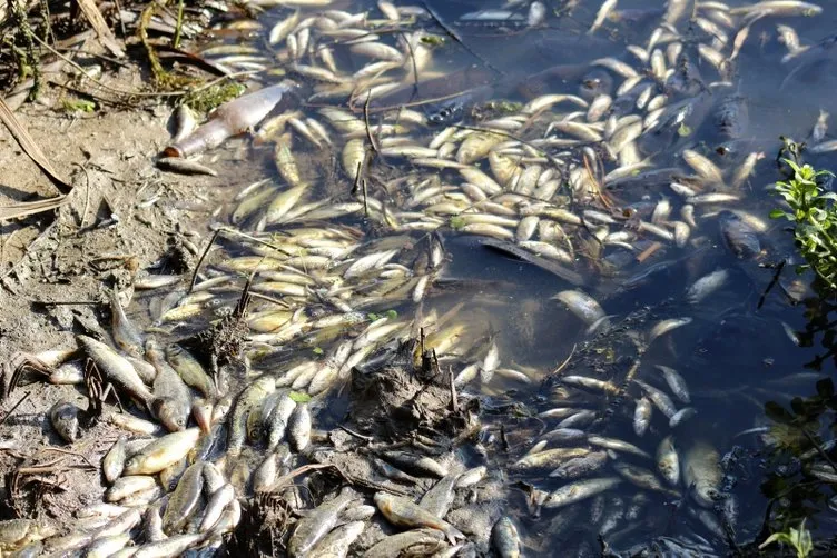 Antalya’da Cırnık Köprüsü’nün bulunduğu bölgede binlerce balık telef oldu!
